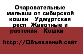 Очаровательные малыши от сибирской кошки - Удмуртская респ. Животные и растения » Кошки   